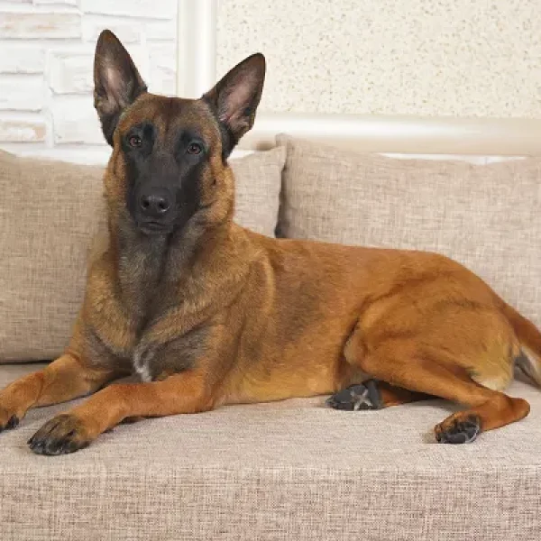 Dog Behavior and Training Dominance Alpha and Pack Leadership What Does It Really Mean