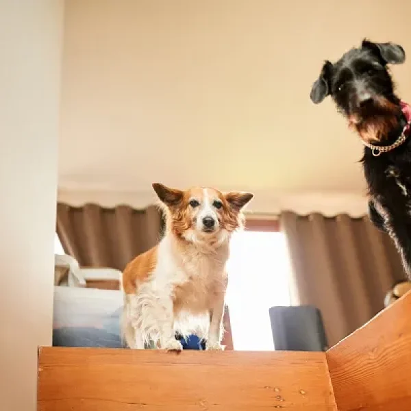 Dog Behavior and Training Introducing a New Dog to Your Family Dog