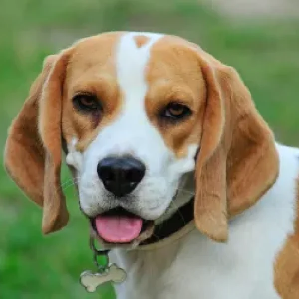 Dog Behavior and Training Neutering and Behavior