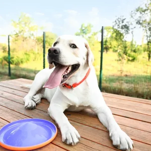 Dog Behavior and Training Play and Exercise