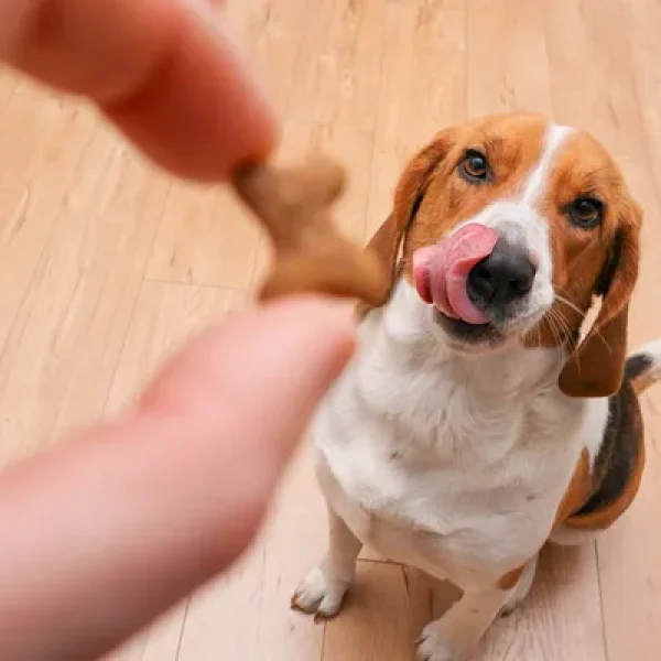 Dog Treats