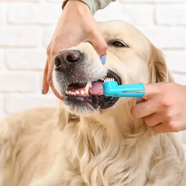 Dogs, Nutrition, and Periodontal Disease