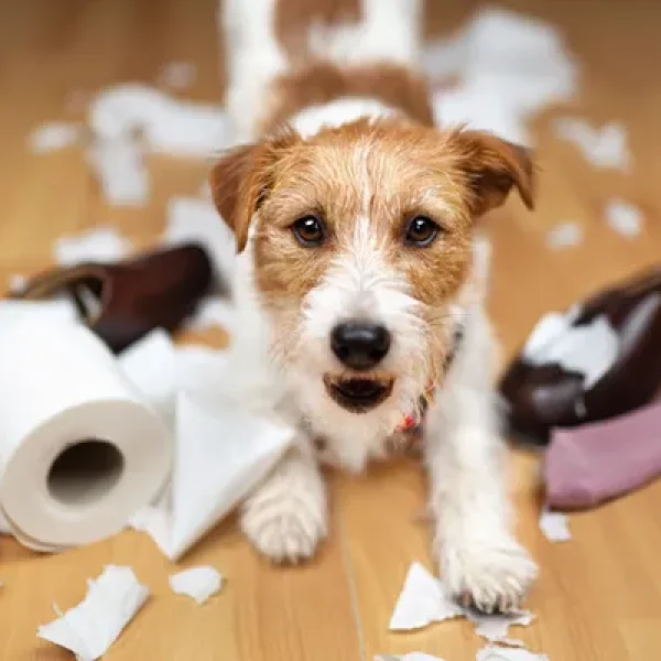 Dogs and Destructive Chewing