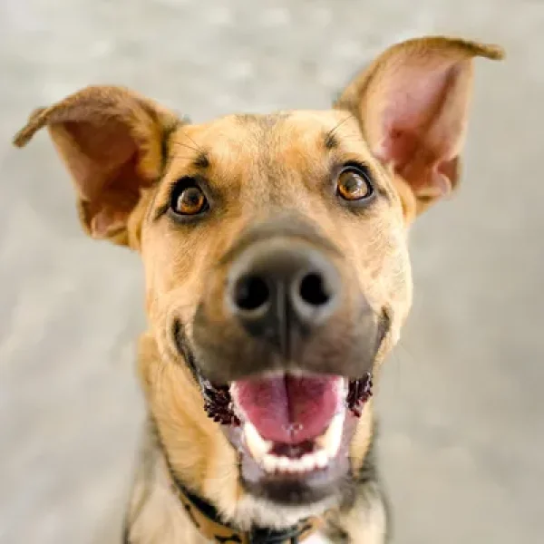 Dogs and Raw Food Diets