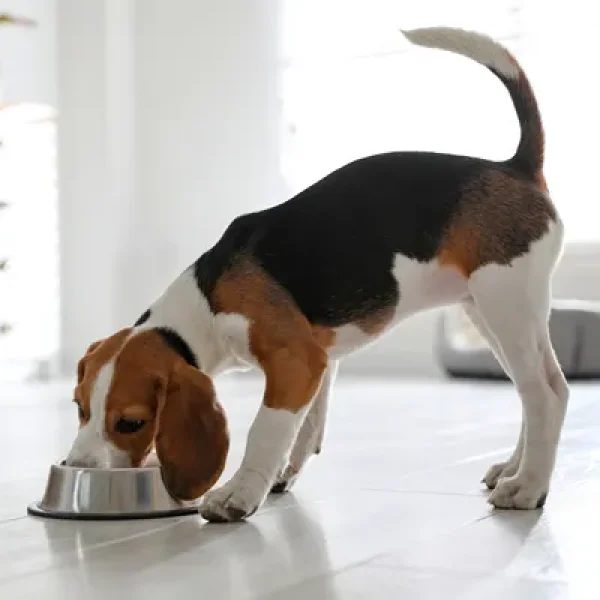 Dry, Canned, or Semi-Moist1Food Choices for Dogs