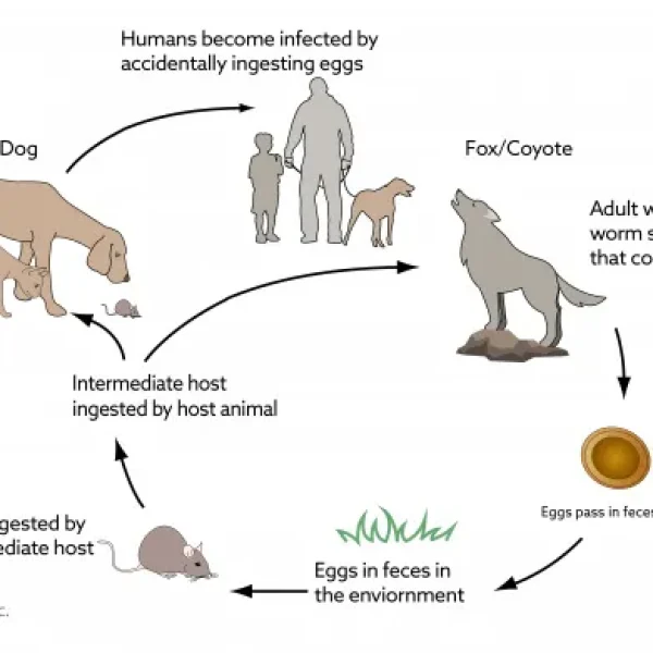 Echinococcosis in Cats