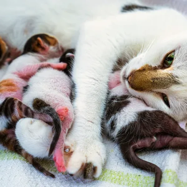 Eclampsia in Cats