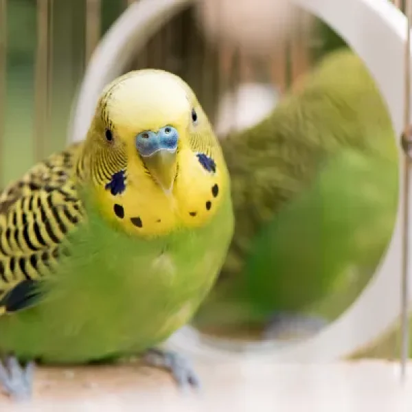 Egg Binding in Birds