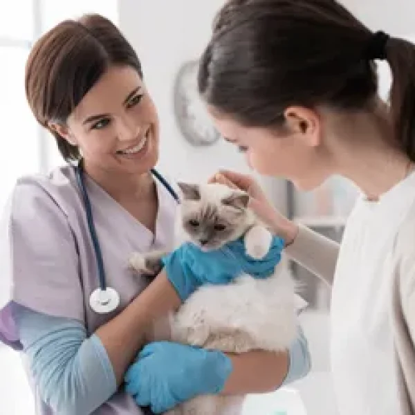 Electrocardiogram in Cats