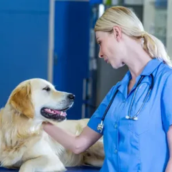 Electrocardiogram in Dogs