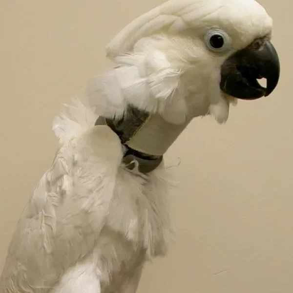 Elizabethan Collars in Birds