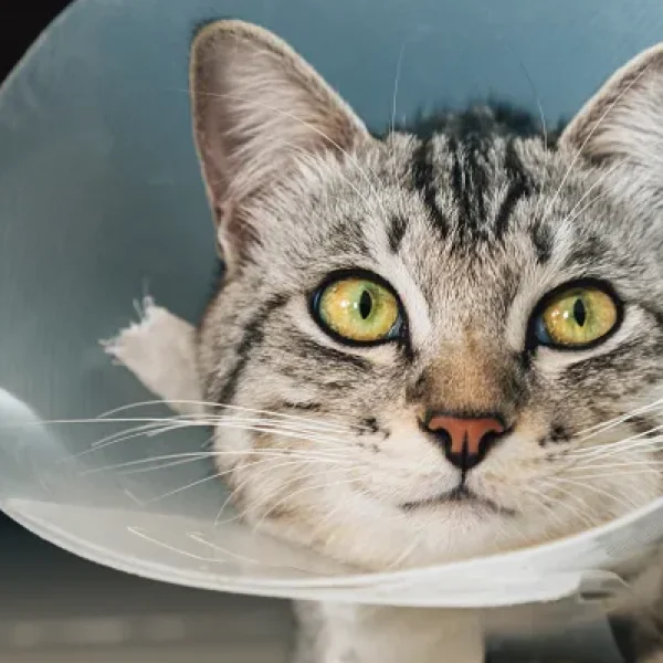 Elizabethan Collars in Cats