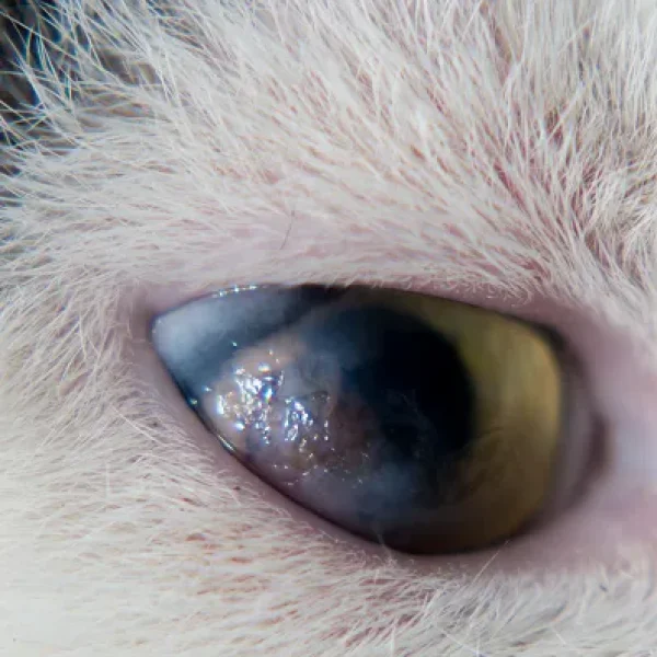 Eosinophilic Keratitis in Cats