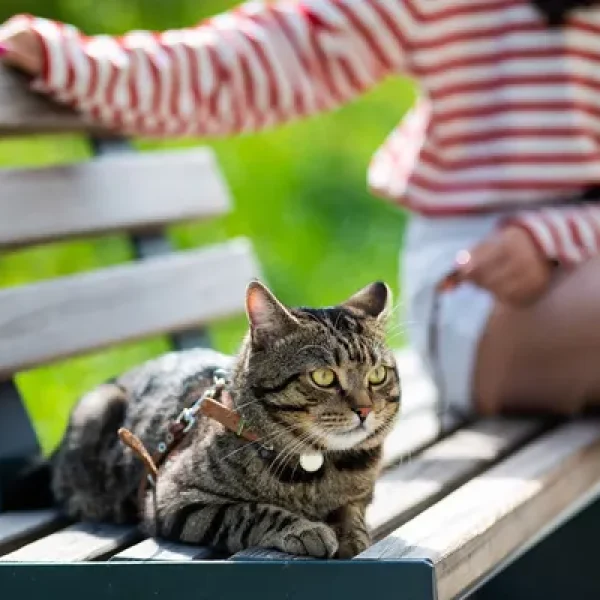 Esafoxolaner + Eprinomectin + Praziquantel