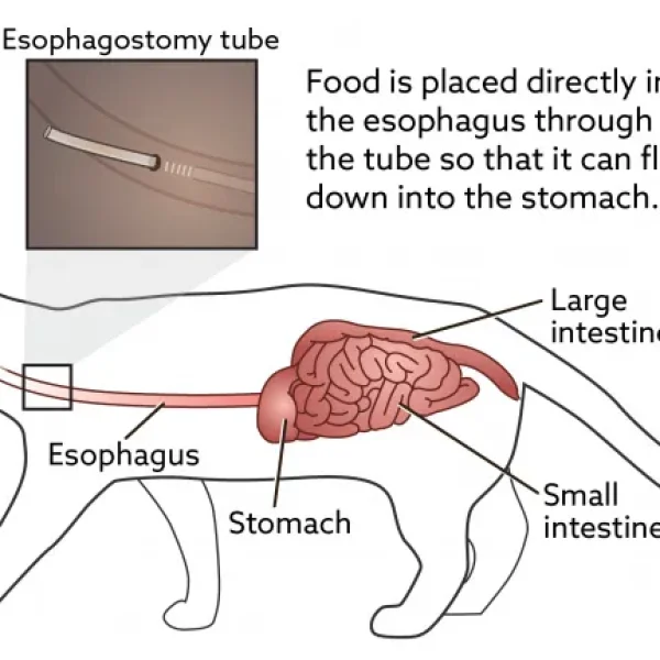 Esophagostomy Tube Feeding in Cats