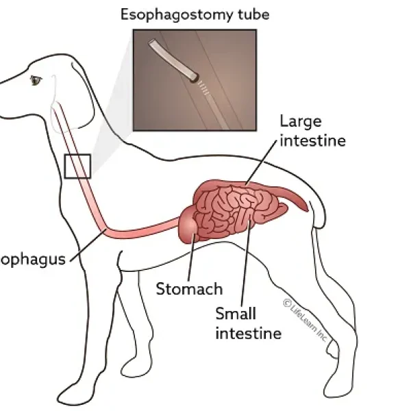 Esophagostomy Tube Feeding in Dogs