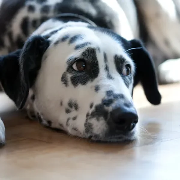 Ethylene Glycol Poisoning in Dogs