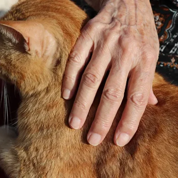 Euthanasia Decisions and Your Cat