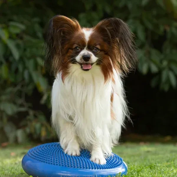 Exercises to Improve Proprioception