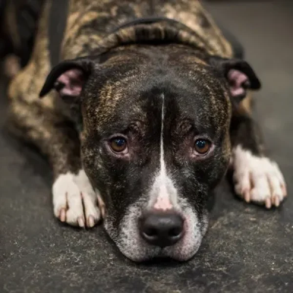 Extracorporeal Shockwave Therapy