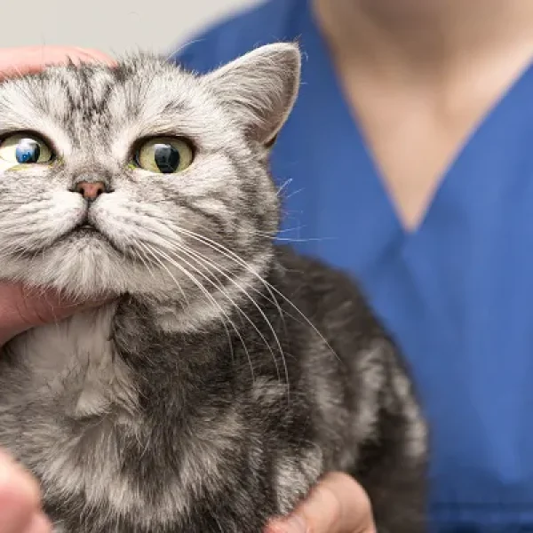 Eye Tumors - Melanoma in Cats