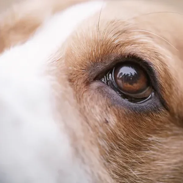 Eye Tumors - Melanoma in Dogs