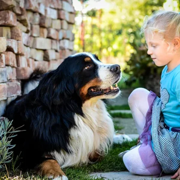 Factors to Consider in Pet Selection - Dogs