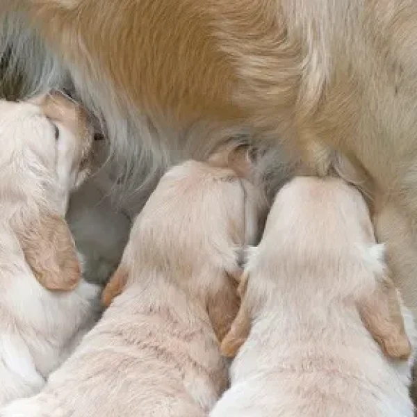 Fading Puppy Syndrome in Dogs