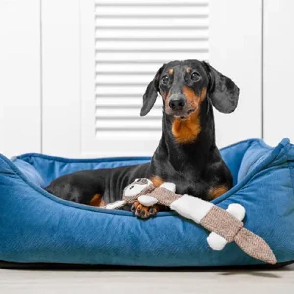 False Pregnancy or Pseudopregnancy in Dogs