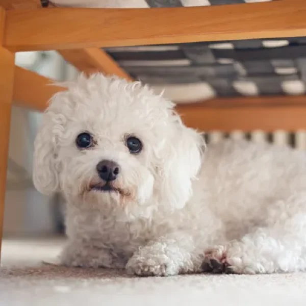 Fear of Noises in Dogs