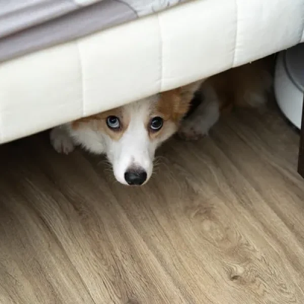 Fears Phobias and Anxiety in Cats and Dogs