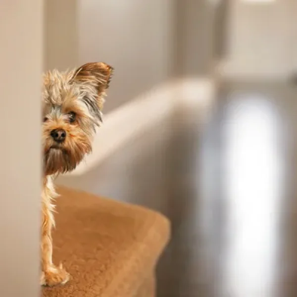 Fears and Phobias in Dogs Animals and People