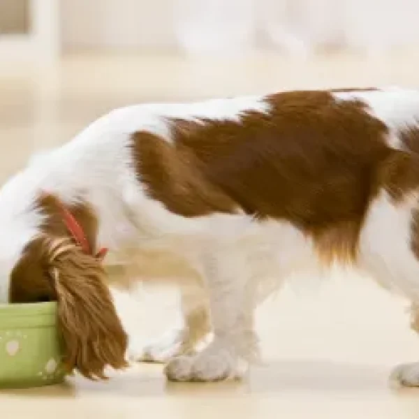 Feeding Growing Puppies