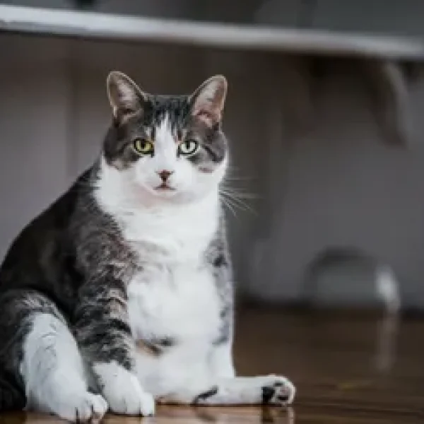 Feeding Inactive Adult Cats