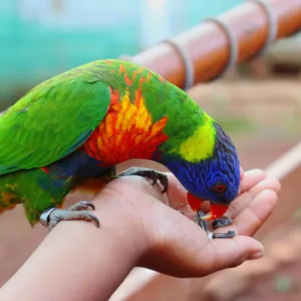 Feeding Lories and Lorikeets