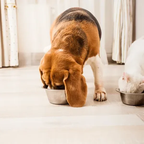 Feeding Multiple Pets1