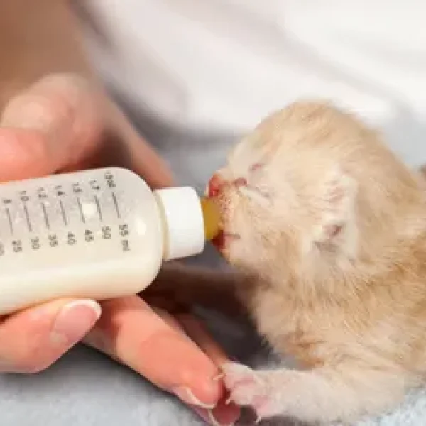 Feeding Orphaned Kittens