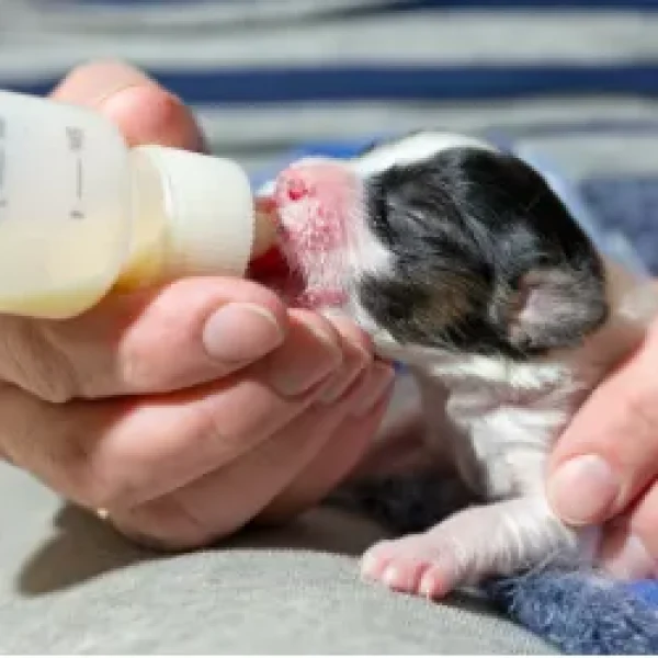 Feeding Orphaned Puppies