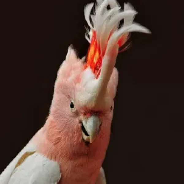 Feeding Pet Cockatoos