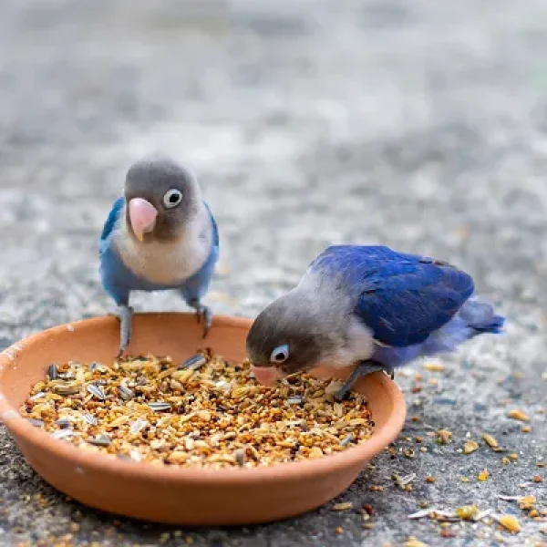 Feeding Pet Lovebirds