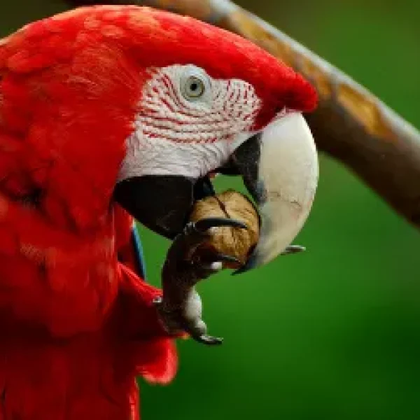 Feeding Pet Macaws