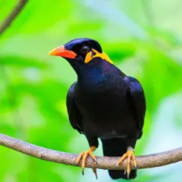 Feeding Pet Mynah Birds