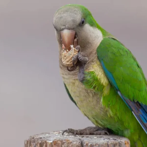 Feeding Quaker or Monk Parakeets