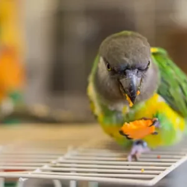 Feeding Senegal Parrots