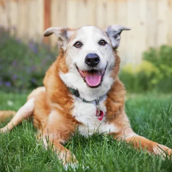 Feeding Senior Dogs