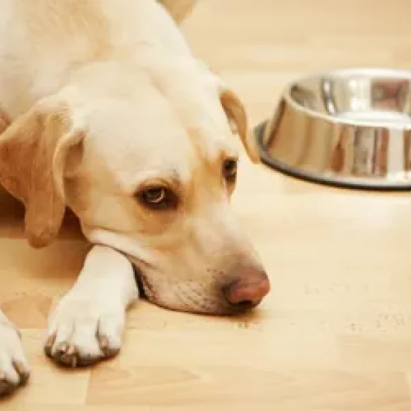 Feeding Times and Frequency for Your Dog