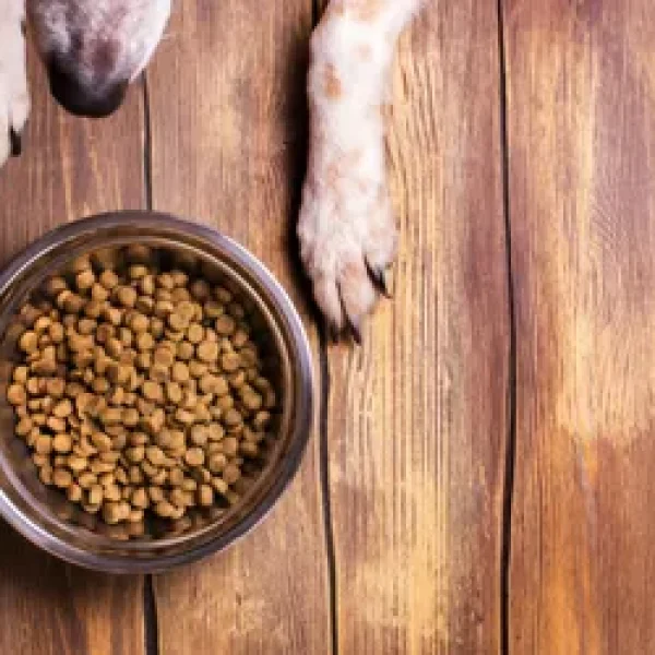Feeding Your Dog During Cancer Treatment