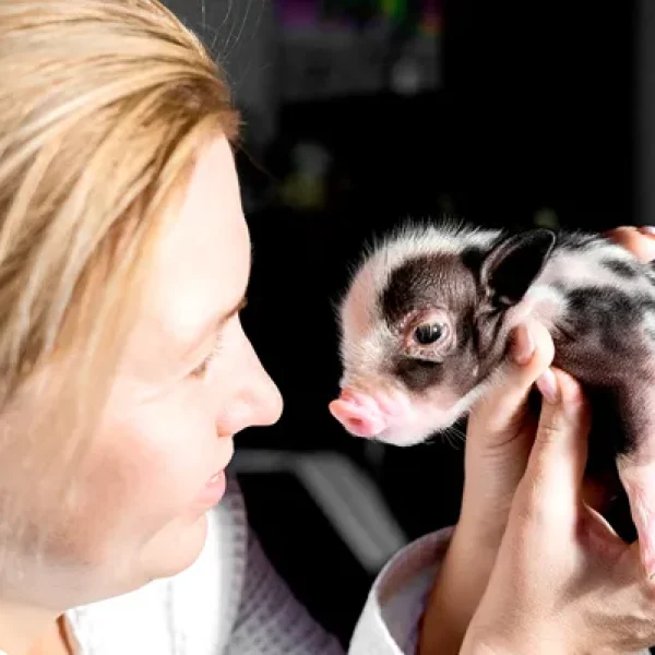 Feeding Your Mini-Pig