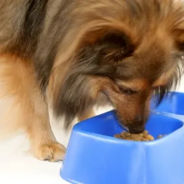 Feeding Your Young Adult Dog