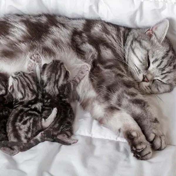 Feeding the Nursing Cat